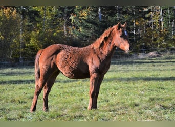 Quarter horse américain, Jument, 1 Année, 150 cm, Alezan brûlé