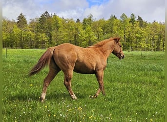 Quarter horse américain, Jument, 1 Année, 150 cm, Alezan dun