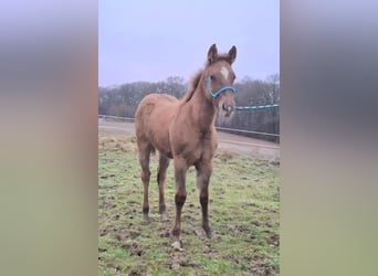 Quarter horse américain, Jument, 1 Année, 150 cm, Alezan dun