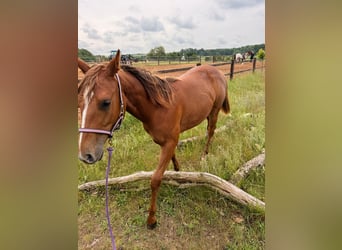 Quarter horse américain, Jument, 1 Année, 150 cm, Alezan
