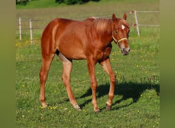 Quarter horse américain, Jument, 1 Année, 150 cm, Alezan