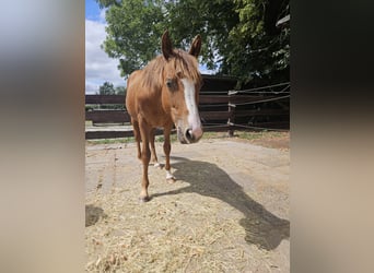 Quarter horse américain, Jument, 1 Année, 150 cm, Alezan