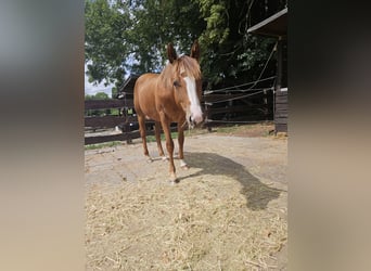 Quarter horse américain, Jument, 1 Année, 150 cm, Alezan
