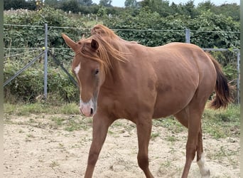 Quarter horse américain, Jument, 1 Année, 150 cm, Alezan
