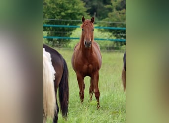 Quarter horse américain, Jument, 1 Année, 150 cm, Alezan