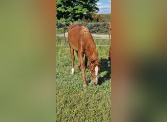 Quarter horse américain, Jument, 1 Année, 150 cm, Alezan