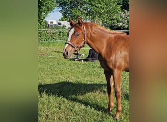 Quarter horse américain, Jument, 1 Année, 150 cm, Alezan