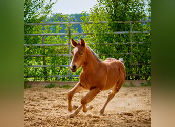Quarter horse américain, Jument, 1 Année, 150 cm, Bai