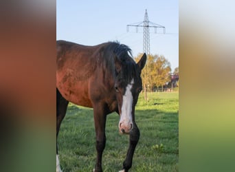 Quarter horse américain, Jument, 1 Année, 150 cm, Bai