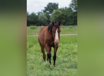 Quarter horse américain, Jument, 1 Année, 150 cm, Bai
