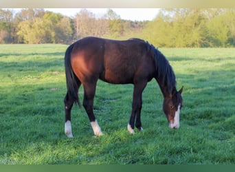 Quarter horse américain, Jument, 1 Année, 150 cm, Bai
