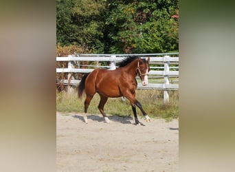 Quarter horse américain, Jument, 1 Année, 150 cm, Bai