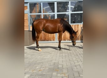 Quarter horse américain, Jument, 1 Année, 150 cm, Bai