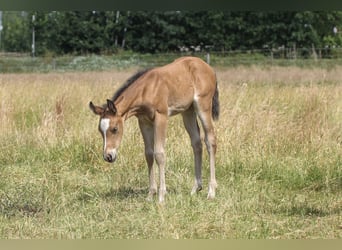 Quarter horse américain, Jument, 1 Année, 150 cm, Bai