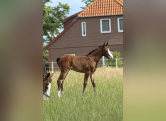 Quarter horse américain, Jument, 1 Année, 150 cm, Bai