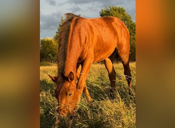 Quarter horse américain, Jument, 1 Année, 150 cm, Bai