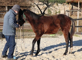 Quarter horse américain, Jument, 1 Année, 150 cm, Bai