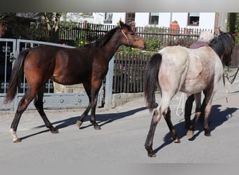 Quarter horse américain, Jument, 1 Année, 150 cm, Bai