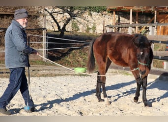 Quarter horse américain, Jument, 1 Année, 150 cm, Bai