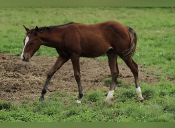 Quarter horse américain, Jument, 1 Année, 150 cm, Bai