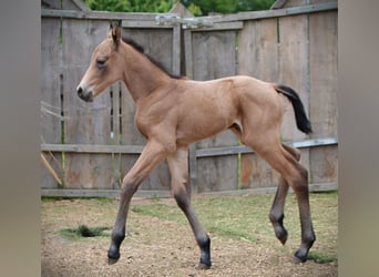 Quarter horse américain, Jument, 1 Année, 150 cm, Buckskin