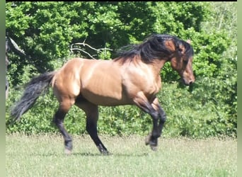 Quarter horse américain, Jument, 1 Année, 150 cm, Buckskin
