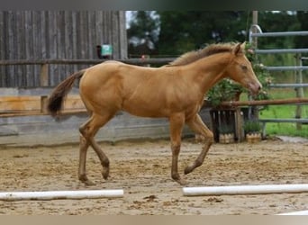 Quarter horse américain, Jument, 1 Année, 150 cm, Champagne