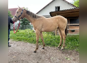 Quarter horse américain, Jument, 1 Année, 150 cm, Champagne