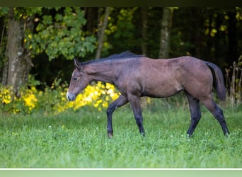 Quarter horse américain, Jument, 1 Année, 150 cm, Gris