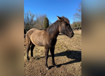 Quarter horse américain, Jument, 1 Année, 150 cm, Grullo