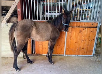 Quarter horse américain, Jument, 1 Année, 150 cm, Grullo