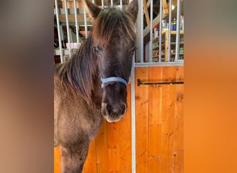 Quarter horse américain, Jument, 1 Année, 150 cm, Grullo