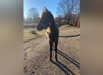 Quarter horse américain, Jument, 1 Année, 150 cm, Grullo