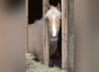 Quarter horse américain, Jument, 1 Année, 150 cm, Palomino