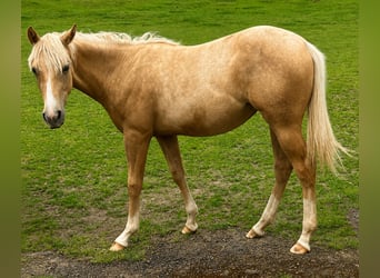 Quarter horse américain, Jument, 1 Année, 150 cm, Palomino