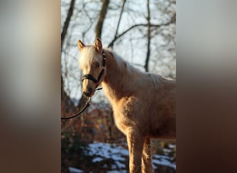 Quarter horse américain, Jument, 1 Année, 150 cm, Palomino