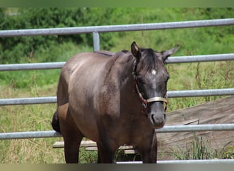 Quarter horse américain, Jument, 1 Année, 150 cm, Peut devenir gris