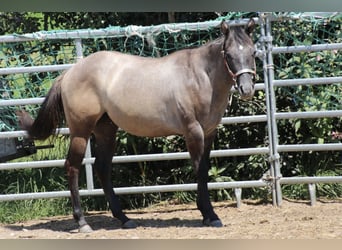 Quarter horse américain, Jument, 1 Année, 150 cm, Peut devenir gris