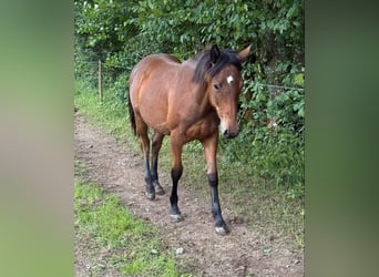Quarter horse américain Croisé, Jument, 1 Année, 150 cm