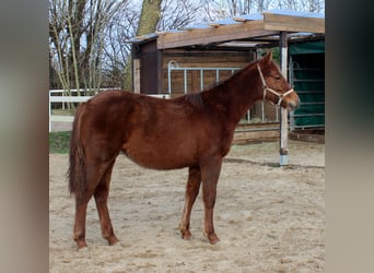 Quarter horse américain, Jument, 1 Année, 151 cm, Alezan brûlé