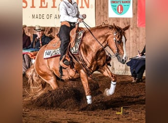 Quarter horse américain, Jument, 1 Année, 151 cm, Alezan brûlé