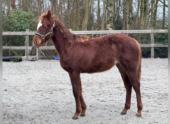 Quarter horse américain, Jument, 1 Année, 152 cm, Alezan brûlé