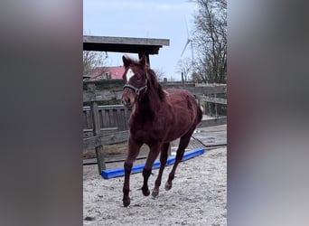 Quarter horse américain, Jument, 1 Année, 152 cm, Alezan brûlé