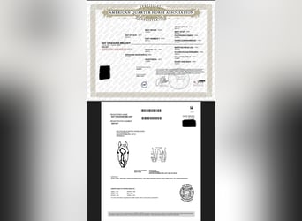 Quarter horse américain, Jument, 1 Année, 152 cm, Alezan