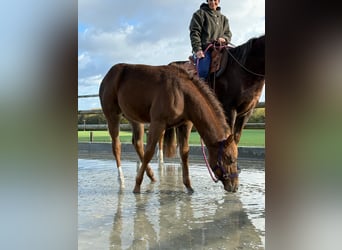 Quarter horse américain, Jument, 1 Année, 152 cm, Alezan