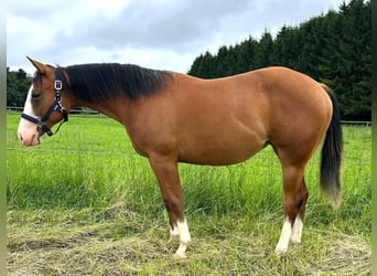 Quarter horse américain, Jument, 1 Année, 152 cm, Bai