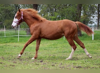 Quarter horse américain, Jument, 1 Année, 153 cm, Alezan