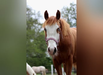 Quarter horse américain, Jument, 1 Année, 153 cm, Alezan