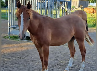 Quarter horse américain, Jument, 1 Année, 153 cm, Alezan
