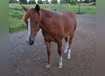 Quarter horse américain, Jument, 1 Année, 153 cm, Alezan